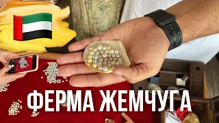 🇦🇪 ОАЭ. Ферма Жемчуга. Как добывают жемчуг. Рас-ель-Хайма