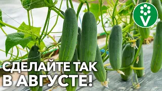 ЖЕЛТЕЮТ ЛИСТЬЯ НА ОГУРЦАХ?! Сделайте так СЕЙЧАС и продлите плодоношение до осени!