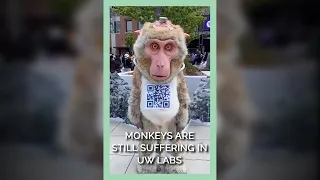Monkeys Are Still Suffering in UW Labs #shorts