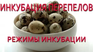 Инкубация перепелов.  Режим инкубации