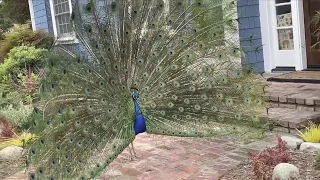 Hundreds of Peacocks Take Over California Town