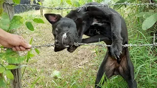 Wow!!! The dog trapped with barbed wire, How can we help it? | Life of Natural Foods
