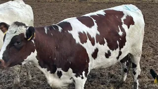 Нетели Айрширской породы