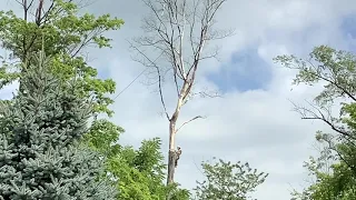 Removing the top of a dead maple tree