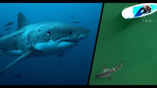 Best Great White Shark Footage of 2021 (PART 2)