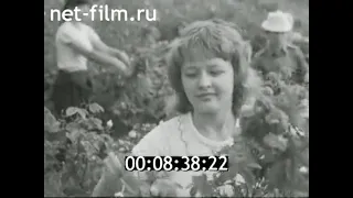 1984г. совхоз комбината "Крымская роза". Крым