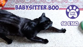 Babysitter Boo - S6 E160 - Training Cats, Introducing Cats To Cats - Lucky Ferals Cat Family Vlog