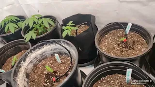 Cheap watering system: Gravity fed