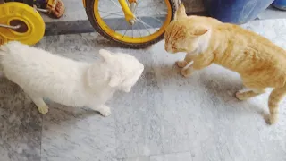 Two cat fighting each other very dangerously