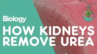 How the Kidneys Remove Urea | Physiology | Biology | FuseSchool