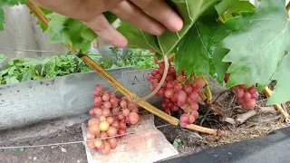 Вариант выращивания винограда в открытом грунте.  Нижегородская обл.