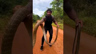 Viral Video : Huge King Cobra Pounces On Man As He Tries To Lift It