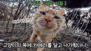 카메라를 달고 사라진 고양이가 찍어온 영상.📷