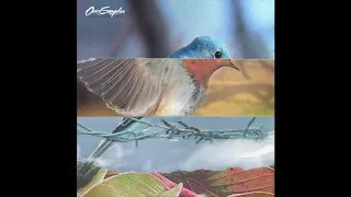 Ours Samplus - Le Pouvoir des Oiseaux