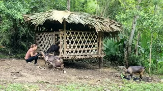 Girl build a goat stable out of bamboo, bamboo house 2022