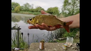 Tench and rudd fishing the private lake. 🎣