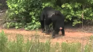 Experience Chimp Haven