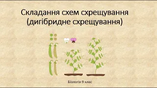 Біологія 9 клас. Складання схем схрещування  (дигібридне схрещування)