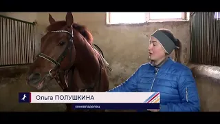 Дурные привычки лошадей