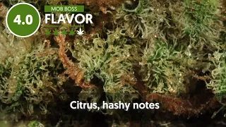 Strain Profile: Mob Boss