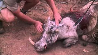 Giant wart hog runs head long into tree after being speared.