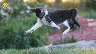 СМЕШНЫЕ ЖИВОТНЫЕ 🐱🐶  ПРИКОЛЫ С КОТАМИ, СОБАКАМИ, ПОПУГАЯМИ 😎 FUNNY ANIMALS 2023