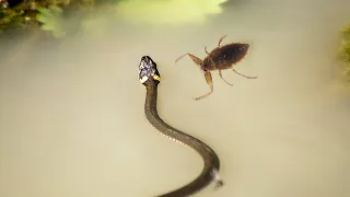 This Snake Will Be Killed by Underwater Bug