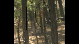 Was a Baby Bigfoot Captured on Night Cam at it's offering area tree? Watch this video to find out !!