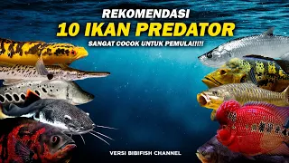 10 IKAN PREDATOR UNTUK PEMULA!!!!!!! SANGAT COCOK DAN RECOMENDED!!!!!