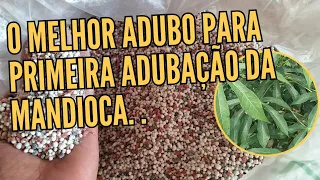 O MELHOR ADUBO PARA PRIMEIRA ADUBAÇÃO DA MANDIOCA.