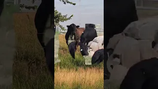 ⭕ Angus Cattle ✅ Biggest Bulls And Cow