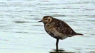 Pluvialis apricaria / European Golden Plover / Goudplevier / Pluvier doré / Goldregenpfeifer / 2