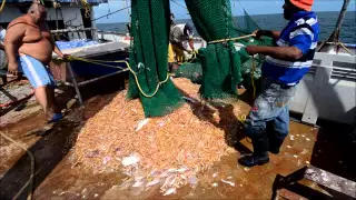 Suriname seabob trawling