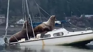 Original Viral Sea Lions On A Boat Video