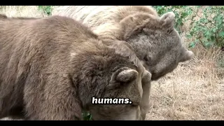 🔥Buzz Worthy Honeybees, Growing Kangaroos, Upside Down Flamingos✨🤩