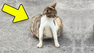 Você Não Vai Acreditar no que Encontraram na Barriga Desse Gato