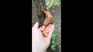 Белка бежит по луже, такое не часто увидишь / A squirrel runs through a puddle