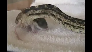 Rat escapes snake's throat twice, get's devoured alive anyway _ reupload