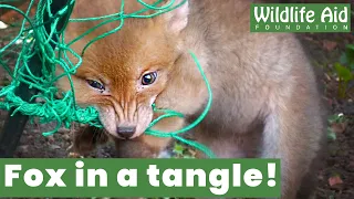 Rescuers rush to save TRAPPED baby fox!