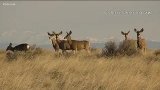 Hunters asked to help battle 'zombie deer disease' from spreading to Idaho