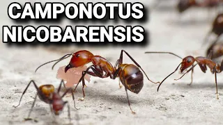 Обзор муравьёв Camponotus nicobarensis.