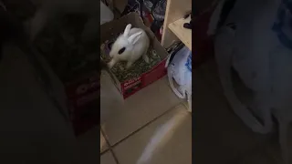 Dust Bunny Growls and Hates Broom