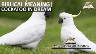 Biblical Meaning of COCKATOO in Dream - Cockatoo Birds Symbolism and Messages