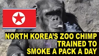 North Korean Zoo's Chimp Smokes ONE Pack of Cigarettes a Day