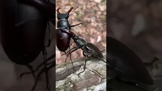 deer beetle fight борьба жуков-оленей