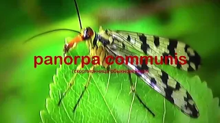 БИОСФЕРА: 7. Скорпионница Обыкновенная (Panorpa communis)