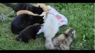 Ребята на донаты устроили пикник на свежем воздухе кошки и котята 😻 cats and kittens