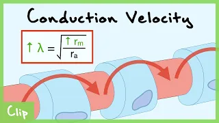 Myelin And Axon Diameter Effect On Action Potential Conduction Velocity (Schwann Cells) | Clip