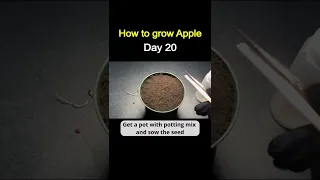 How to Grow Apple from Store-Bought Apple