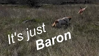 Its just Baron.